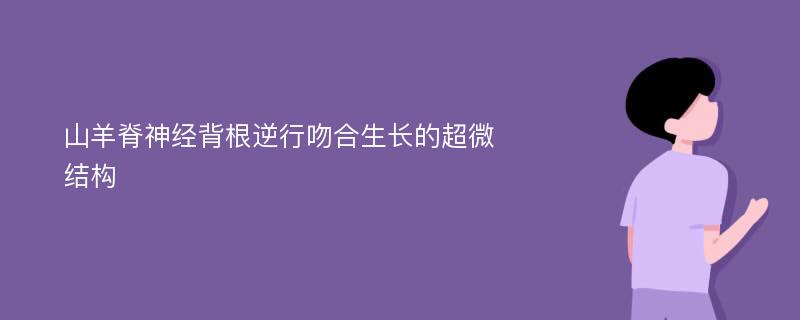 山羊脊神经背根逆行吻合生长的超微结构